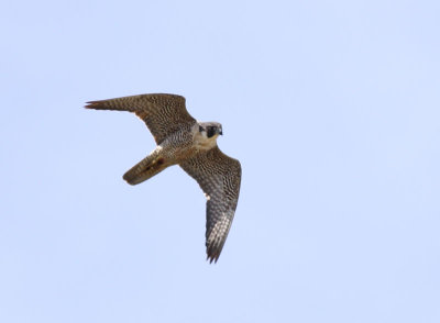 Peregrine Falcon / Pilgrimsfalk (Falco peregrinus)