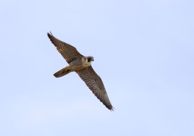 Peregrine Falcon / Pilgrimsfalk (Falco peregrinus)