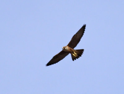 Peregrine Falcon / Pilgrimsfalk