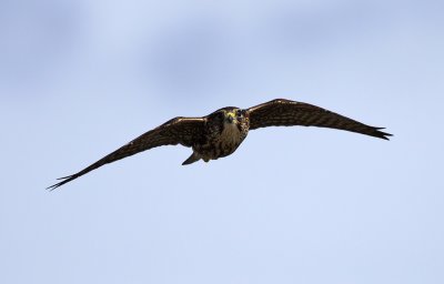 Merlin / Stenfalk (Falco columbarius)