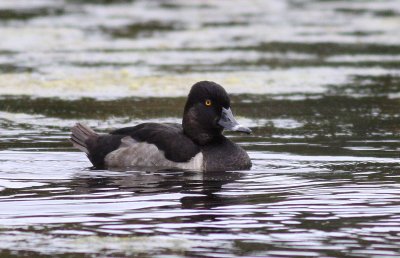 Ring-necked Duck / Ringand (Aythya collaris)