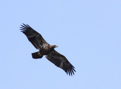 Bald Eagle / Vithvdad havsrn