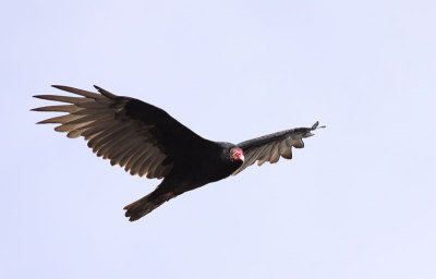 Turkey Vulture / Kalkongam	(Cathartes aura)