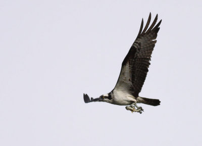 Osprey / Fiskgjuse (Pandion haliaetus)