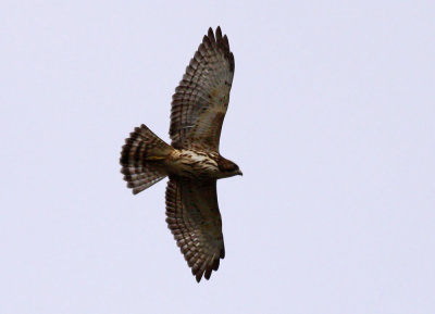 Broad-winged Hawk / Bredvingad vrk