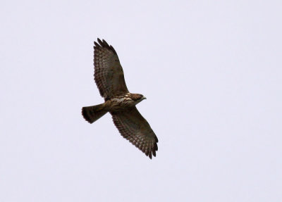 Broad-winged Hawk / Bredvingad vrk (Buteo platypterus)