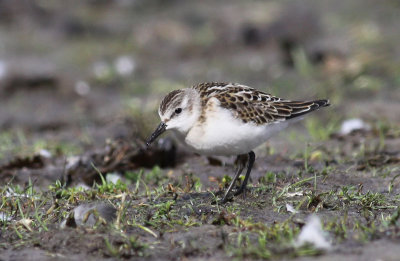 Little Stint  / Smsnppa (Calidris minuta)