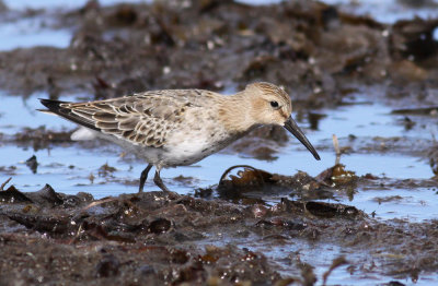 Dunlin / Krrsnppa	(Calidris alpina)