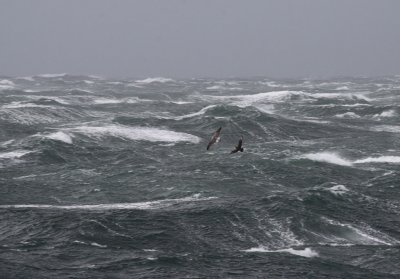 Great Skua / Storlabb (Catharacta skua)