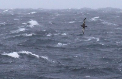 Sooty Shearwater / Grlira (Puffinus griseus)