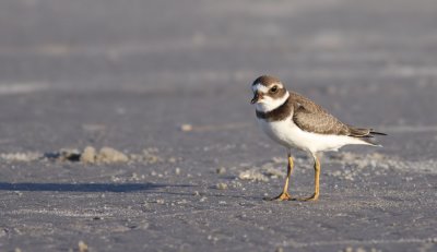 Semipalmated Plover / Flikstrandpipare (Charadrius semipalmatus)