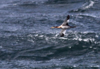 Red-necked Grebe / Grhakedopping (Podiceps grisegena)