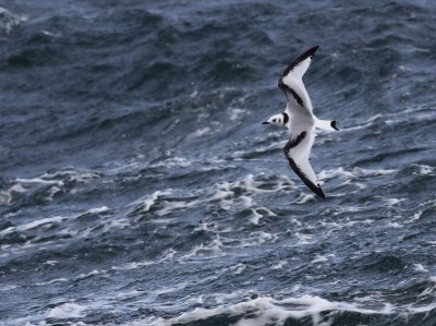 Kittiwake / Tretig ms (Rissa tridactyla)