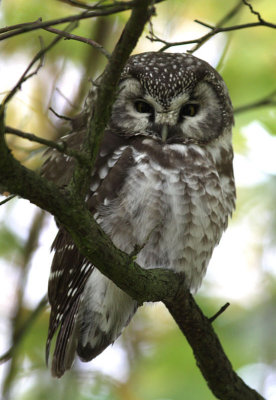 Tengmalm's Owl / Prluggla (Aegolius funereus)