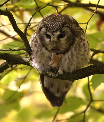 Tengmalm's Owl / Prluggla (Aegolius funereus)