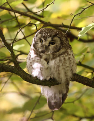 Tengmalm's Owl / Prluggla (Aegolius funereus)