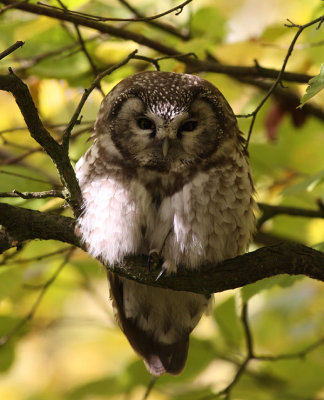 Tengmalm's Owl / Prluggla (Aegolius funereus)