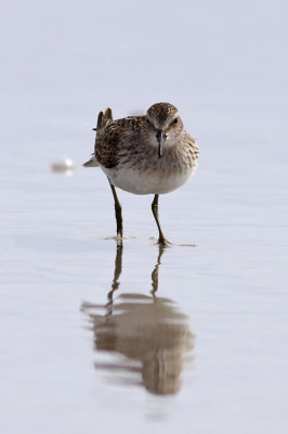 Least Sandpiper / Dvärgsnäppa (Calidris minutilla)