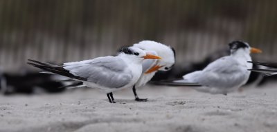 Royal Tern / Kungstrna (Sterna maxima)