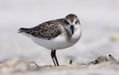 Semipalmated Sandpiper / Sandsnppa (Calidris pusilla)