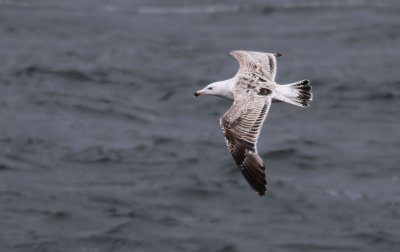 Great Black-backed Gull / Havstrut (Larus marinus)