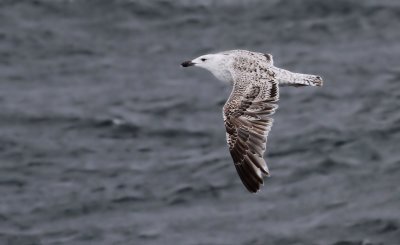Great Black-backed Gull / Havstrut (Larus marinus)