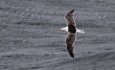 Great Black-backed Gull / Havstrut (Larus marinus)