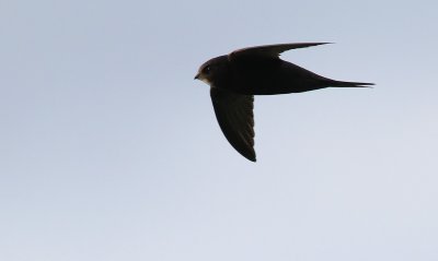 Common Swift / Tornseglare (Apus apus)