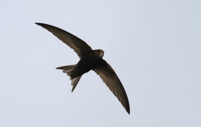Common Swift / Tornseglare (Apus apus)
