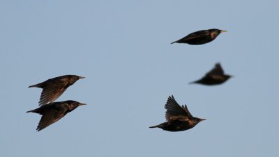Starling / Stare (Sturnus vulgaris)