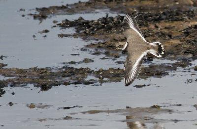 Ringed Plover / Större strandpipare