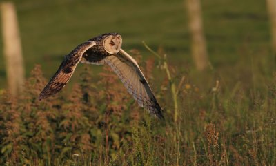 Long-eared Owl / Hornuggla (Asio otus)