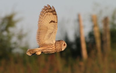 Long-eared Owl / Hornuggla (Asio otus)