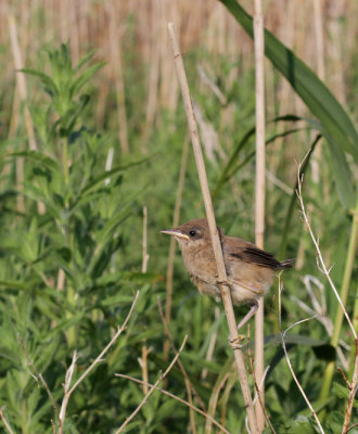 Reed Warbler / Rrsngare (Acrocephalus scirpaceus)