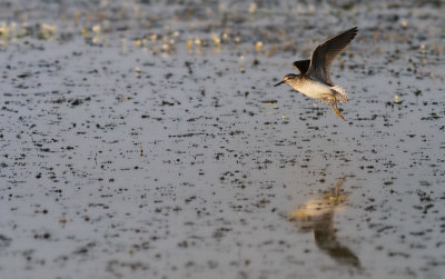 Wood Sandpiper / Grnbena (Tringa glareola)