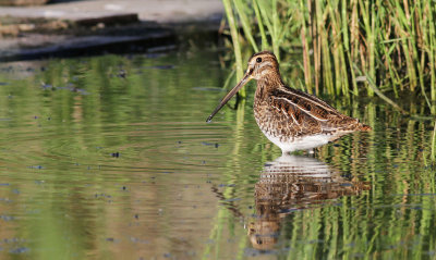 Common Snipe / Enkelbeckasin (Gallinago gallinago)