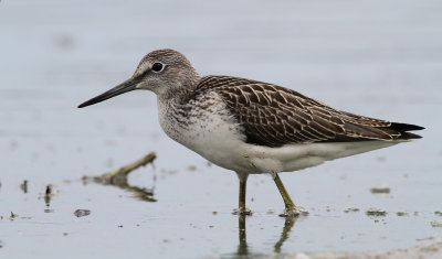Greenshank / Gluttsnppa (Tringa nebularia)