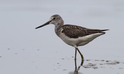Greenshank / Gluttsnppa (Tringa nebularia)