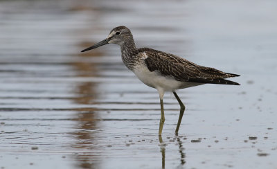 Greenshank / Gluttsnäppa