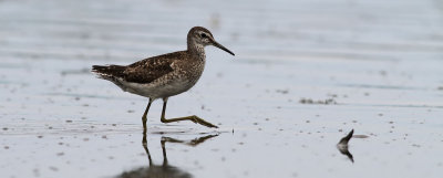 Wood Sandpiper / Grnbena (Tringa glareola)