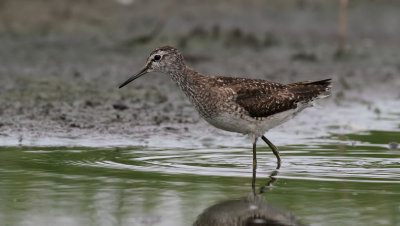 Wood Sandpiper / Grnbena (Tringa glareola)