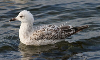 Herring Gull / Gråtrut (Larus argentatus)