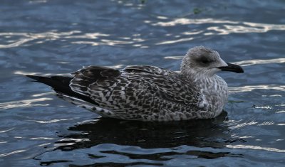 Yellow-legged Gull / Medelhavstrut (Larus michahellis)