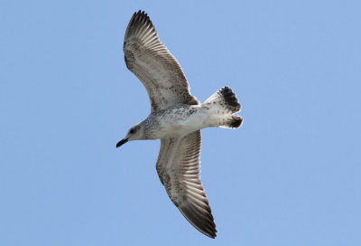 Caspian Gull / Kaspisk trut (Larus cachinnans)