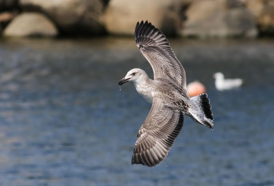Caspian Gull / Kaspisk trut (Larus cachinnans)