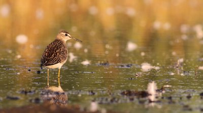 Wood Sandpiper / Grnbena (Tringa glareola)