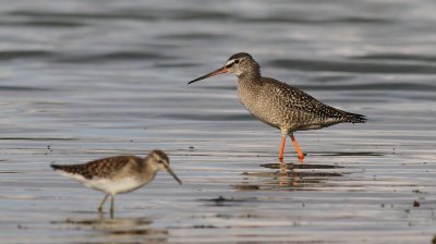 Spotted Redshank / Svartsnppa (Tringa erythropus)
