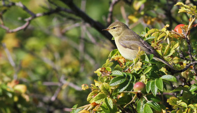 Willow Warbler / Lvsngare (Phylloscopus trochilus)
