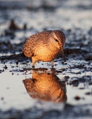 Red Knot / Kustsnppa (Calidris canutus)