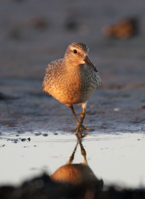 Red Knot / Kustsnppa (Calidris canutus)